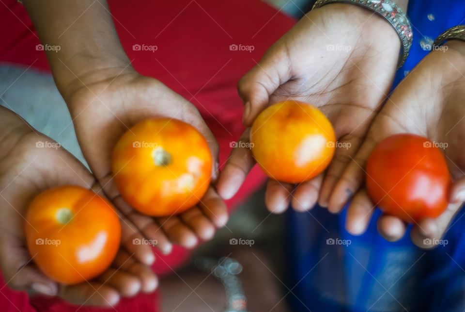 Tomatos in human hands