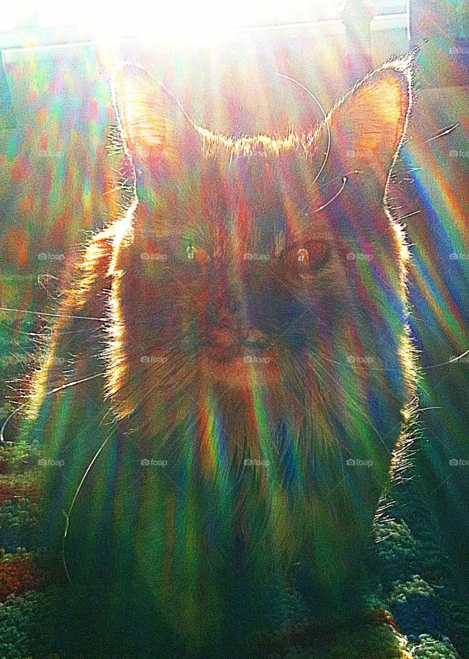 Suncat 