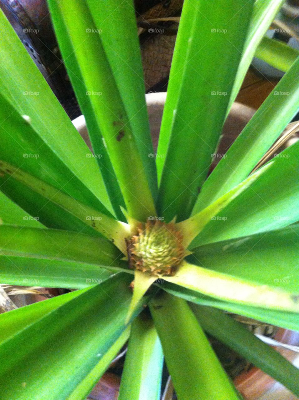 Beginning pineapple