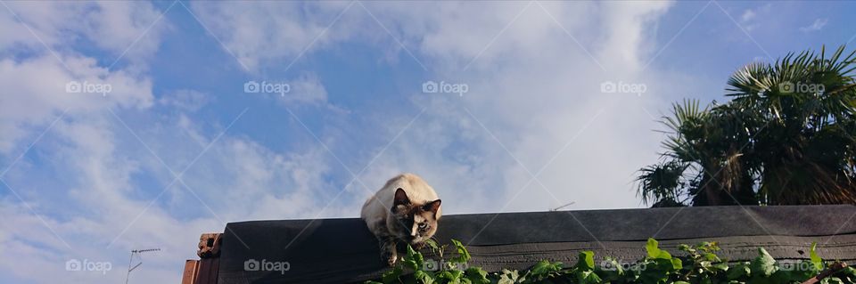 panorama with cat, fascinating gaze, animal seriousness, sky and palm trees, breathtaking panorama 8