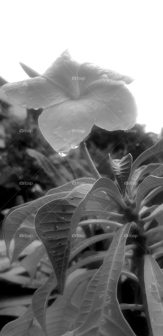 white, black and natural purity.  flower, leaf