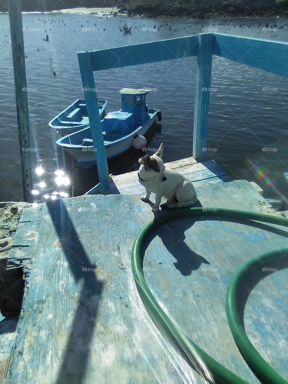 Fuel Dock Puppy