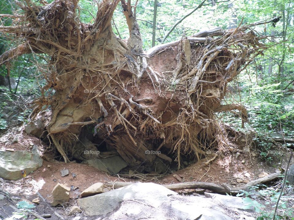 Felled tree