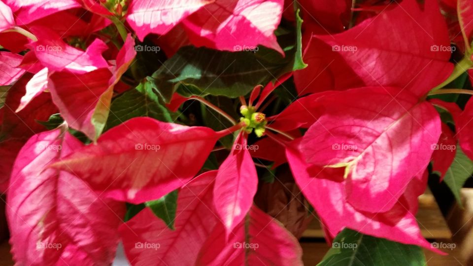red and white singles poinsettias