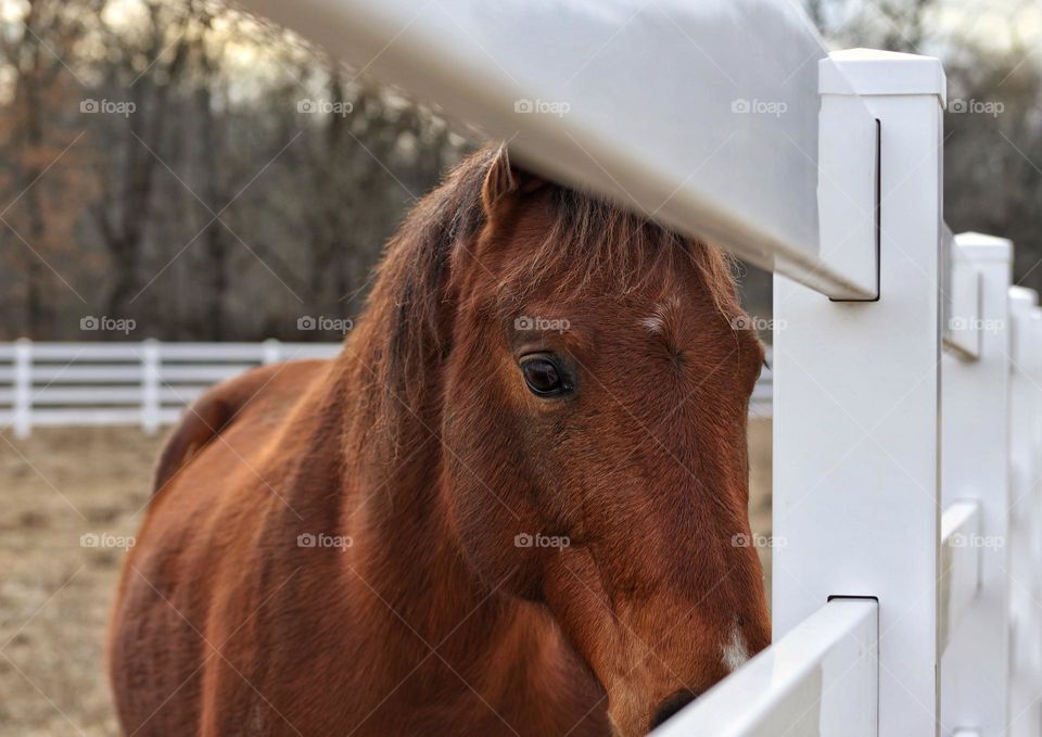 Horse looking through fence 