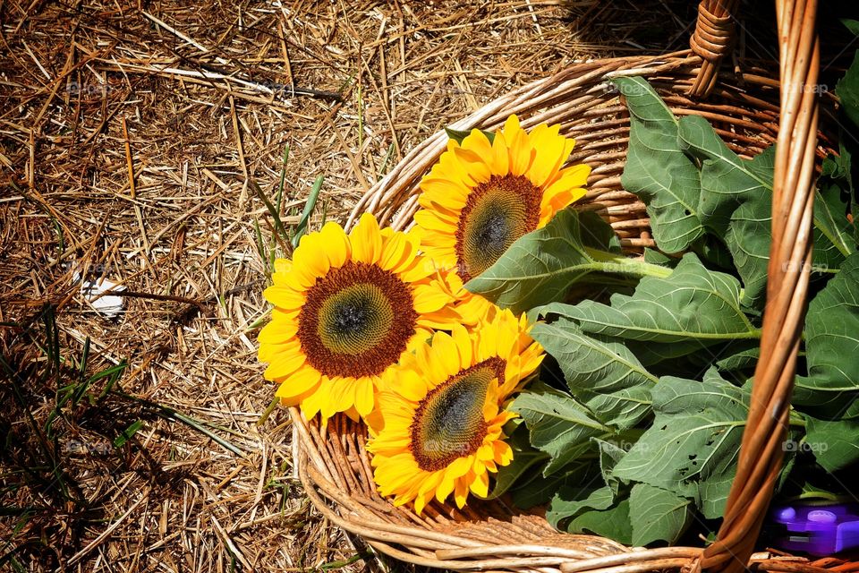 Basket of sunflowers 