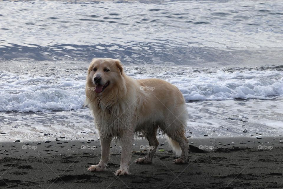 Dog on the beach 