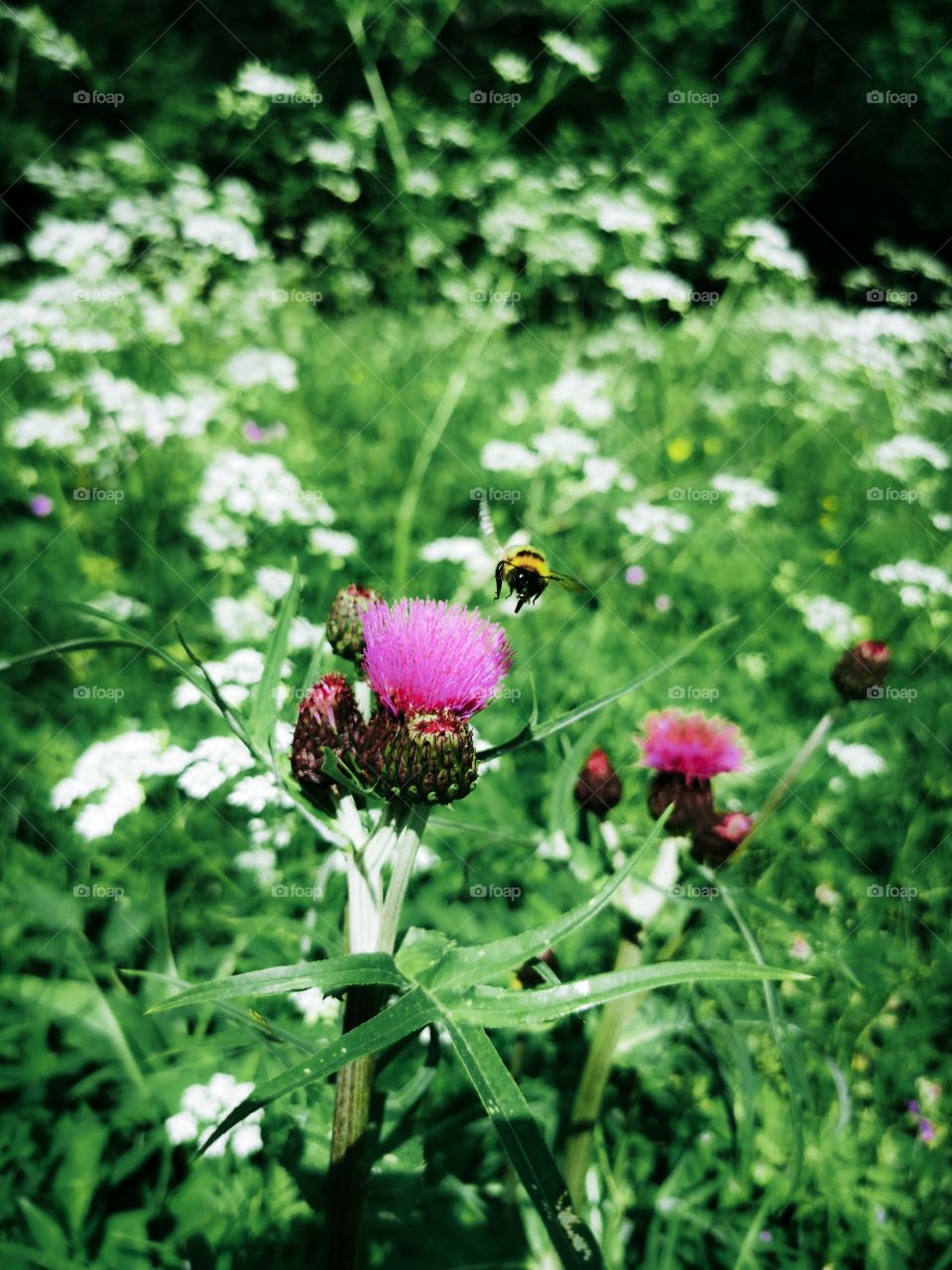 A bumblebee over a wildflower