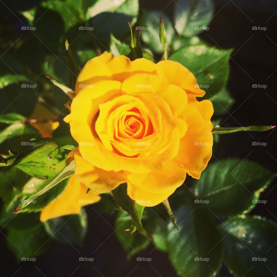 Yellow Rose Garden 