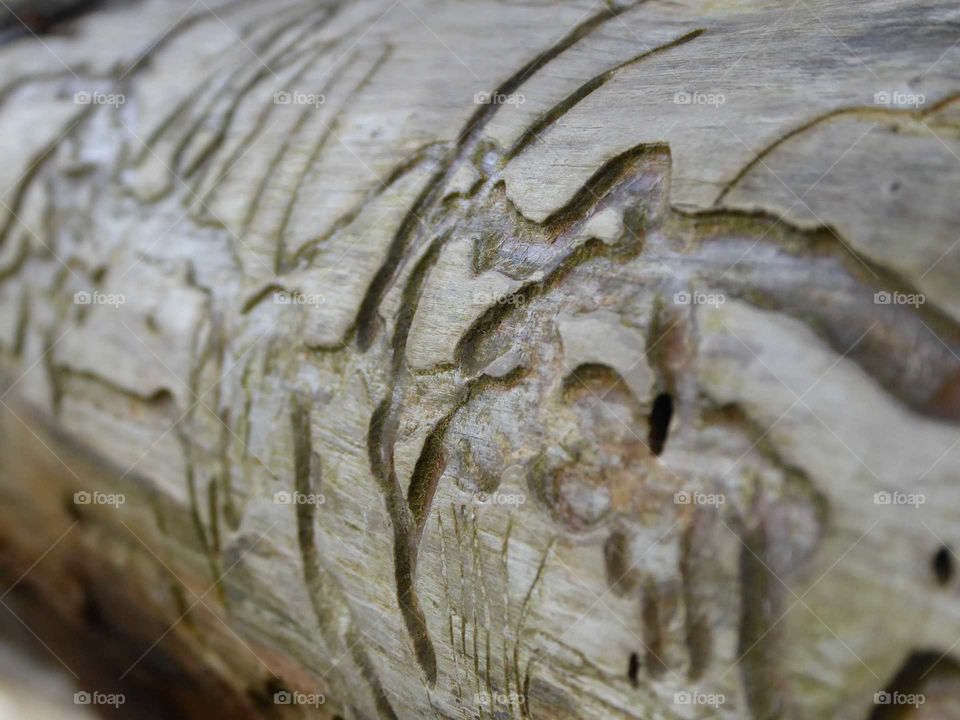 Wood carvings... bug?