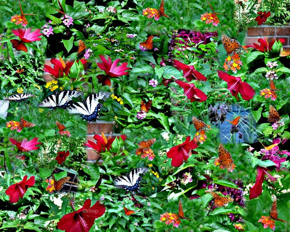 Butterfly collage