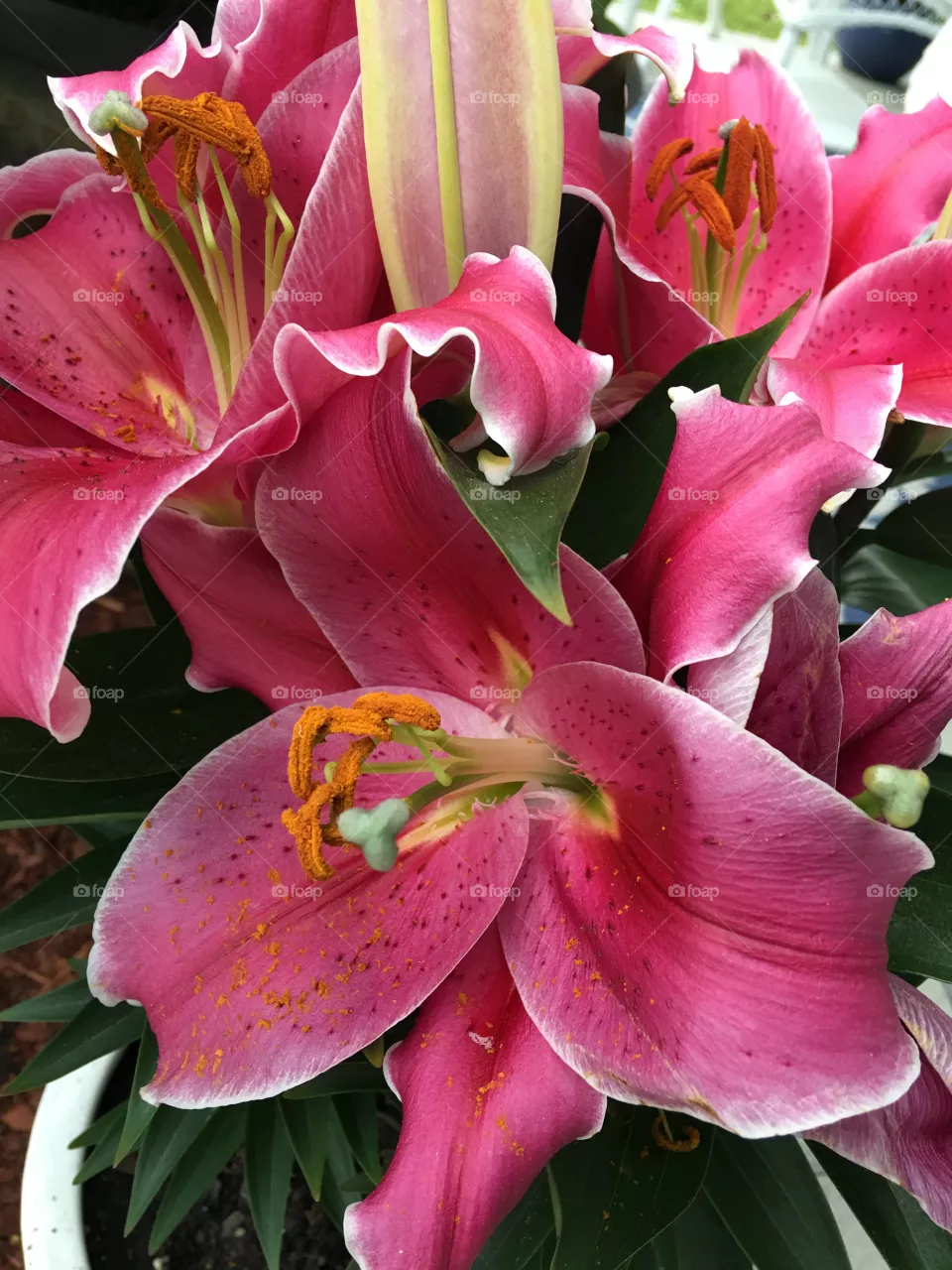 Lilies. 