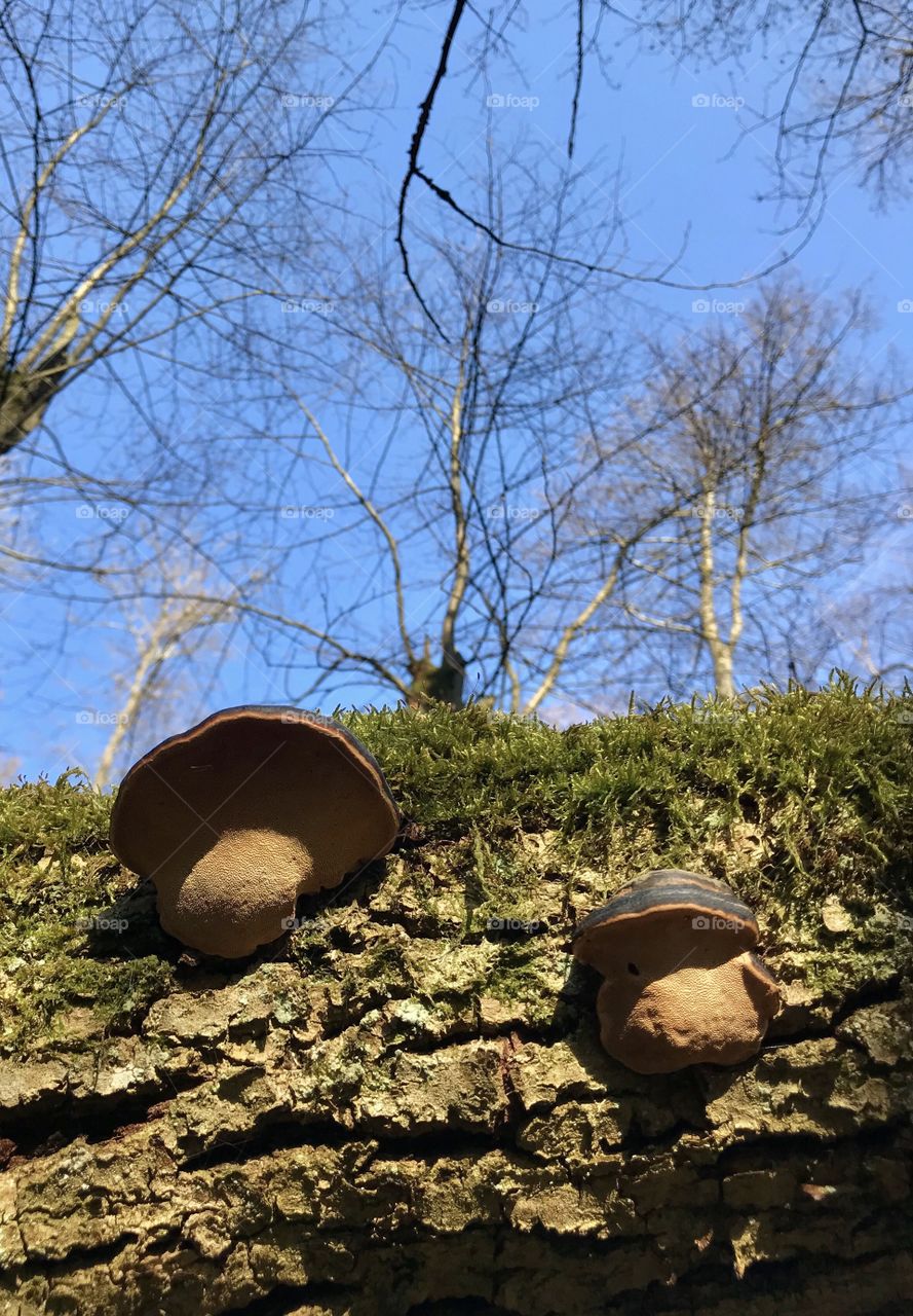 Dägimoos Swiss Forest 