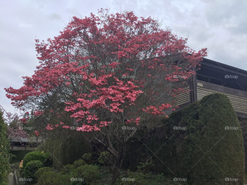 Cherry tree in bloom 