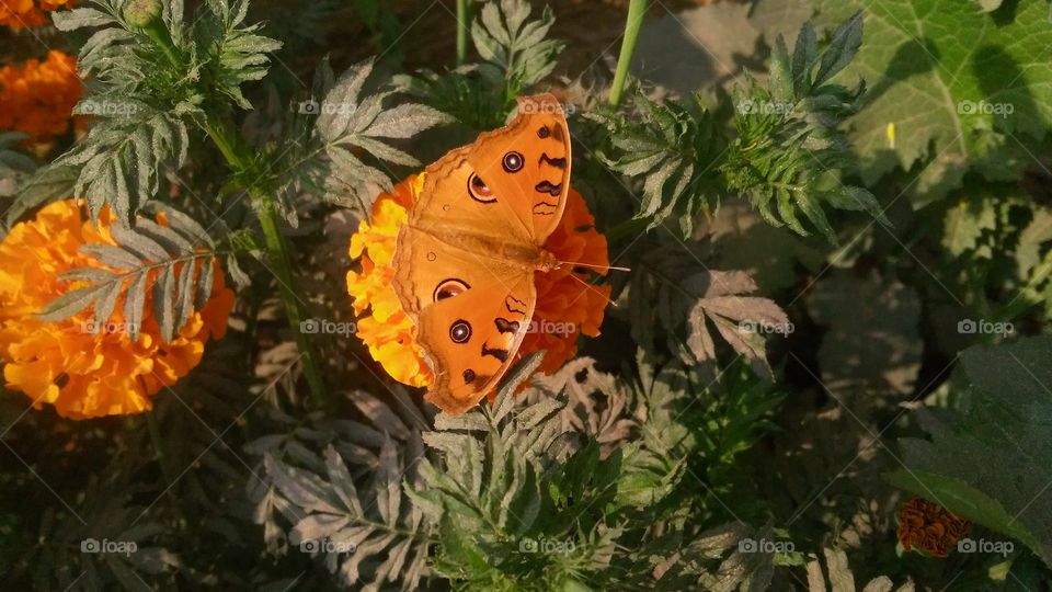 A beautiful scene of butterfly on the marigold flowers.