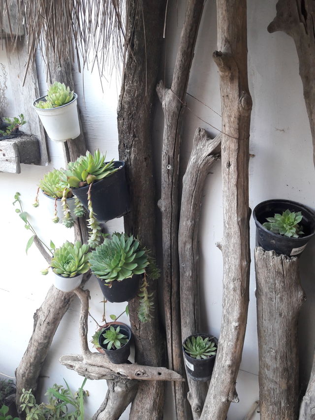 fat plants