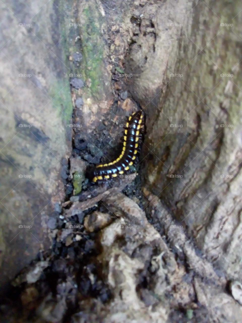 MILLIPEDE.