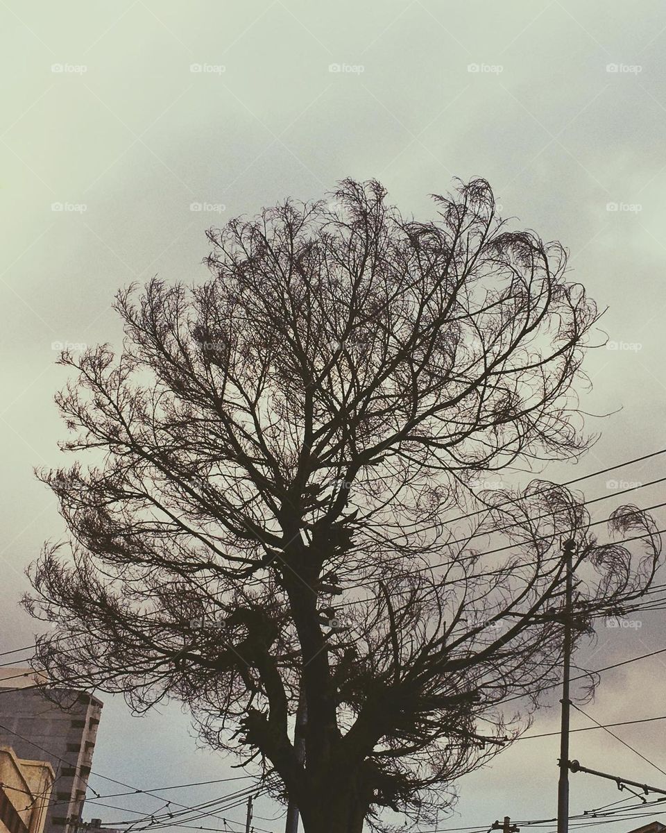 Tree on the winter part3