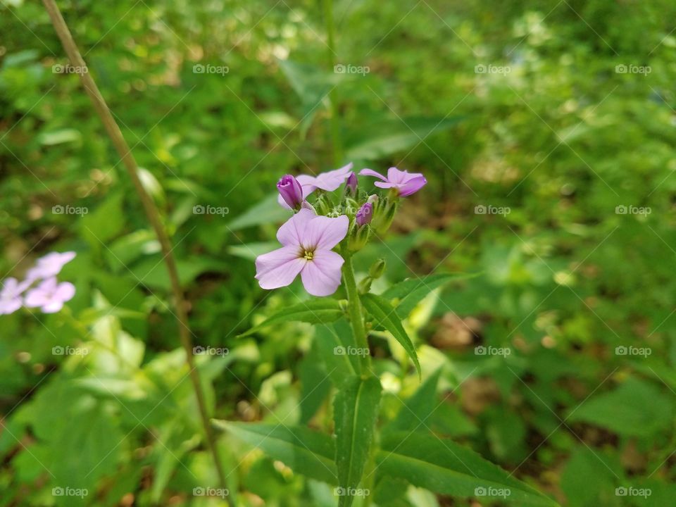 Purple wild flower in NJ park