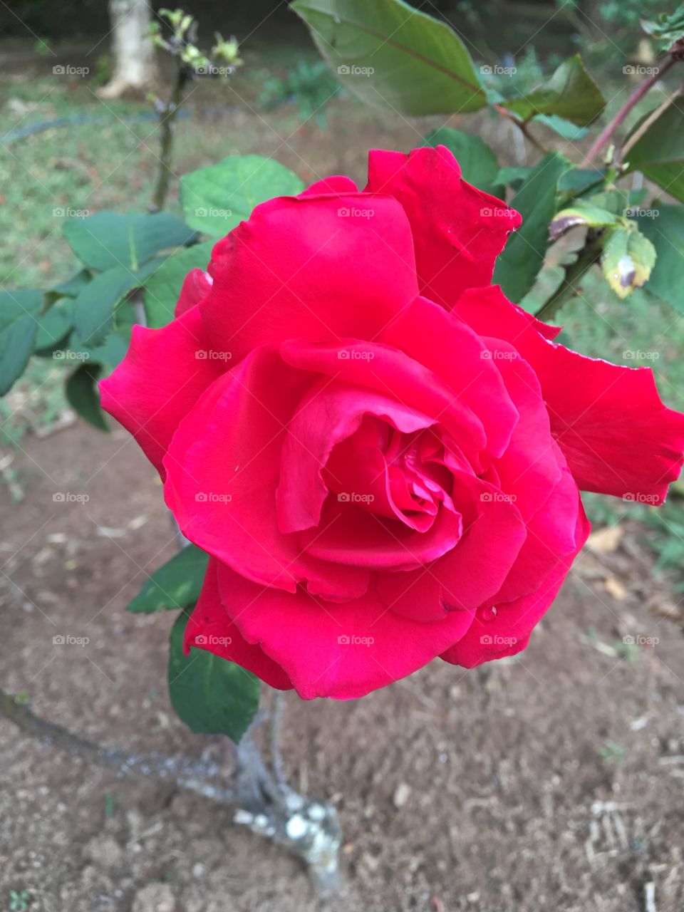 🌼#Flores do nosso #jardim, para alegrar e embelezar nosso dia!
#Jardinagem é nosso #hobby.
🌹
#flor #flowers #flower #pétalas #garden #natureza #nature #flora