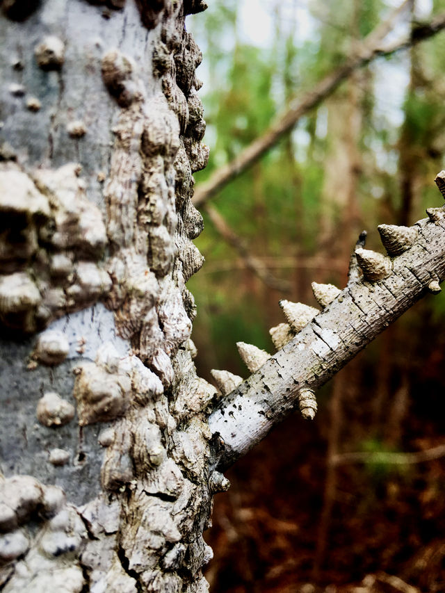 Macro reveals the rich organic texture of the warty spiky bark of a young sugarberry or southern hackberry tree 