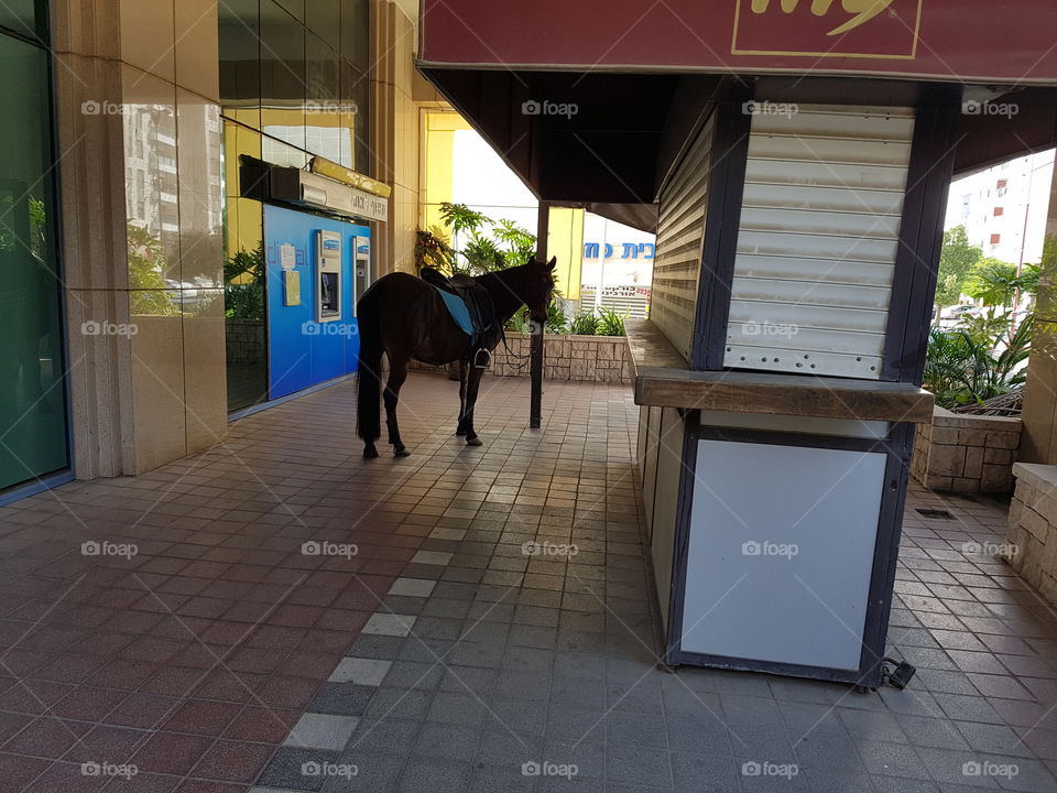 horse waiting in front of bank office