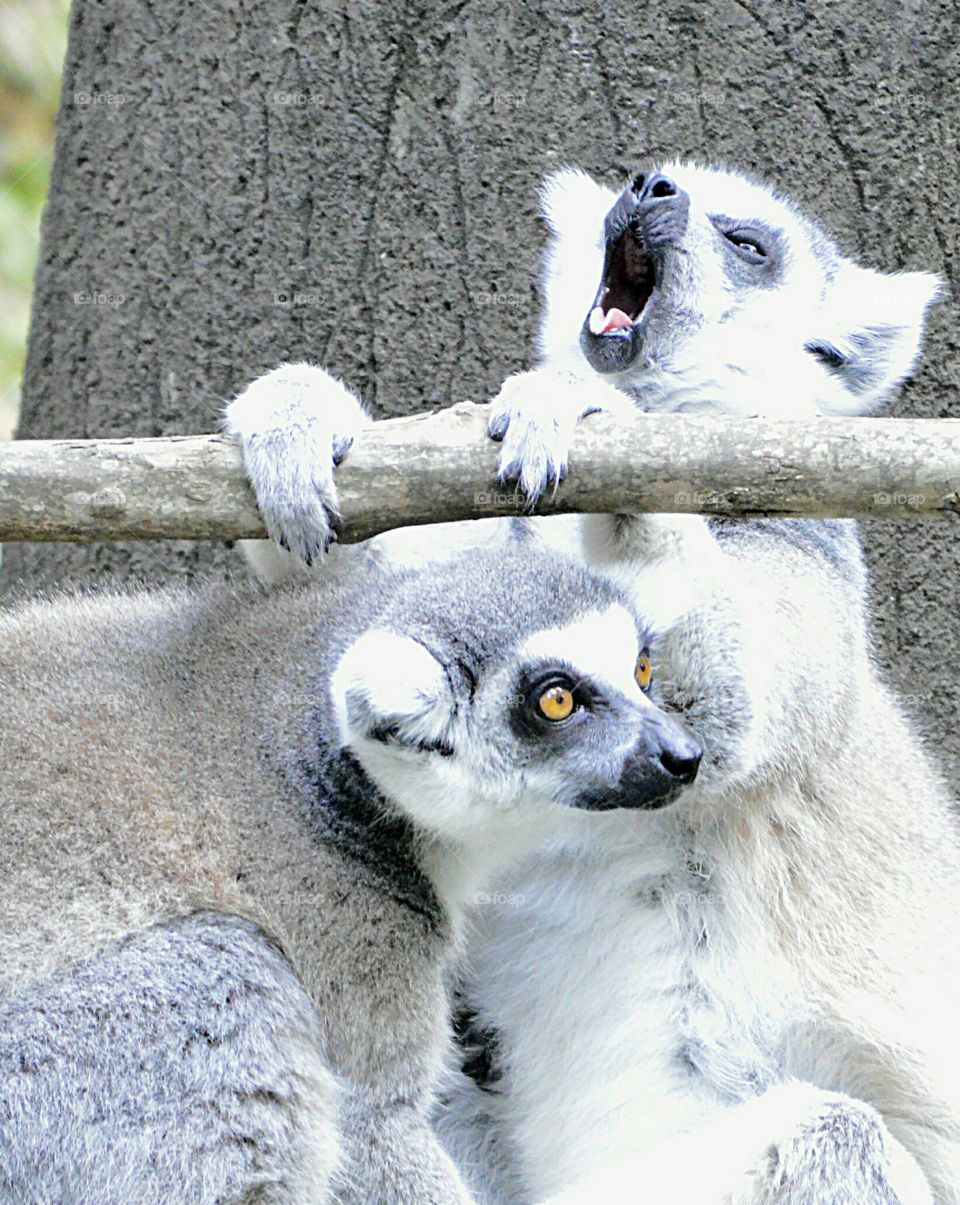 Adorable Lemurs