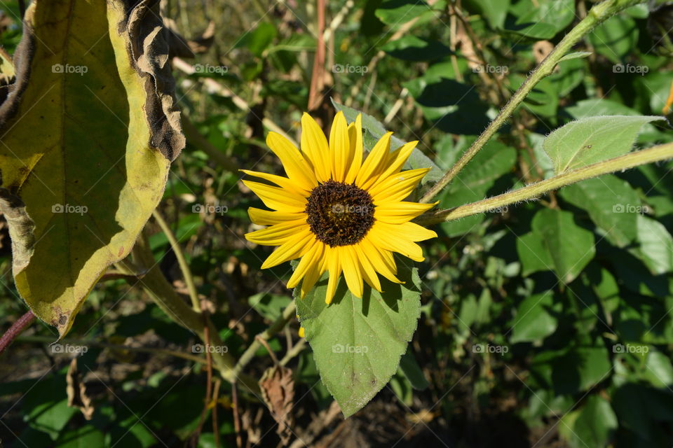 portrait of a plant