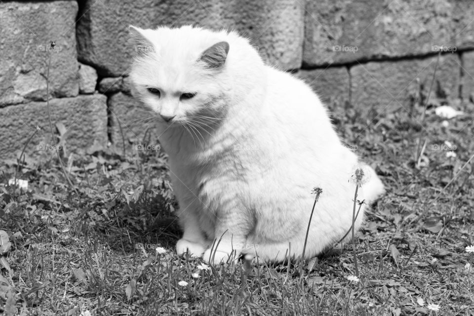 sitting white cat, black and white