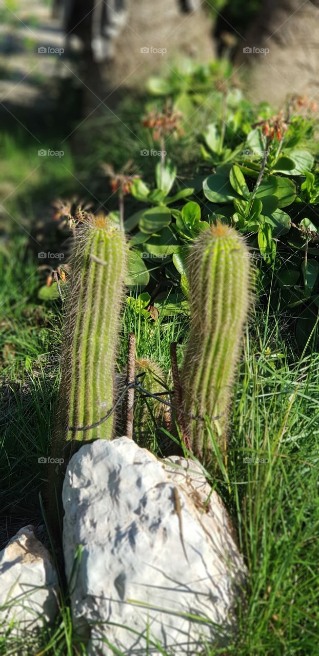 Cactus gemelos
