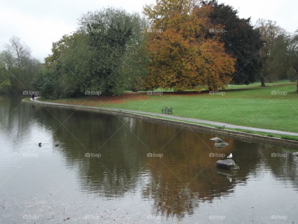 Reflecting Trees