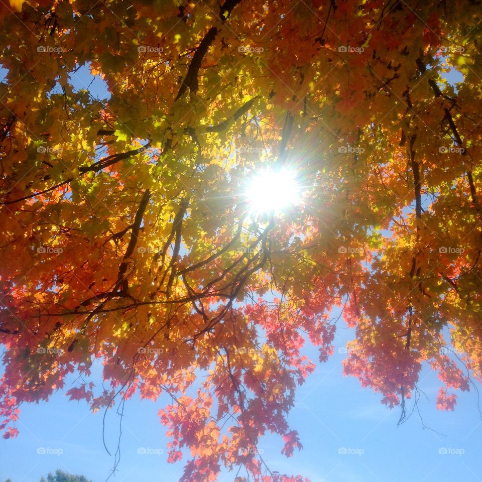 Autumn sun