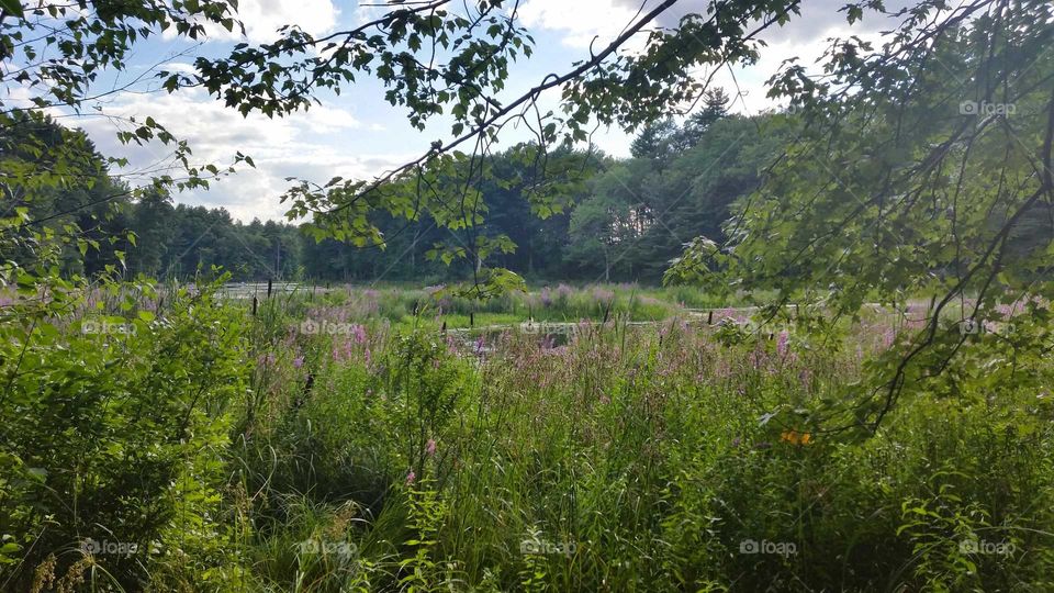 Massachusetts Forest