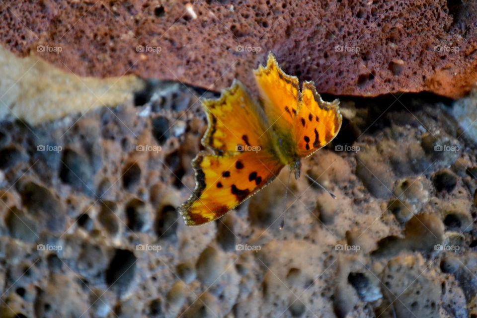 Butterfly Close Up