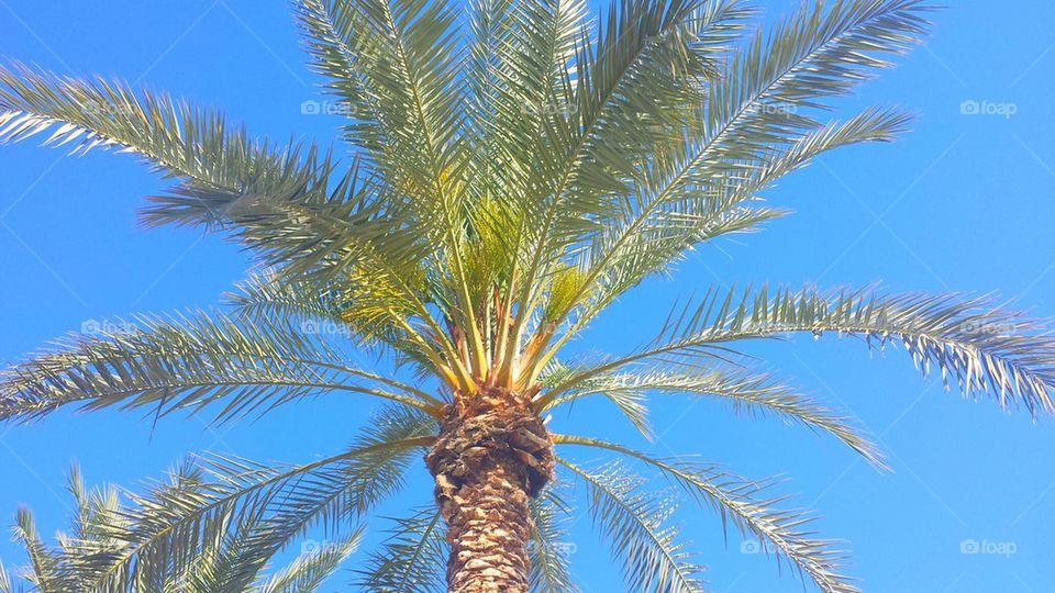 Palm tree with bright blue sky