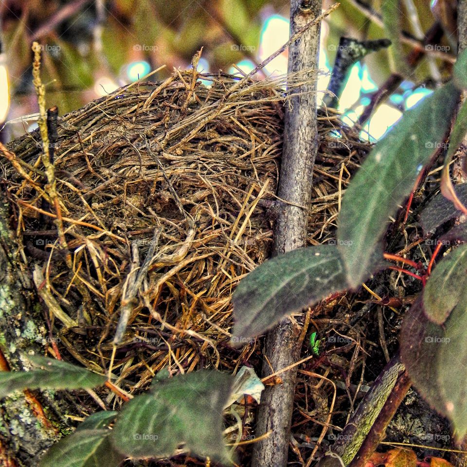 nest