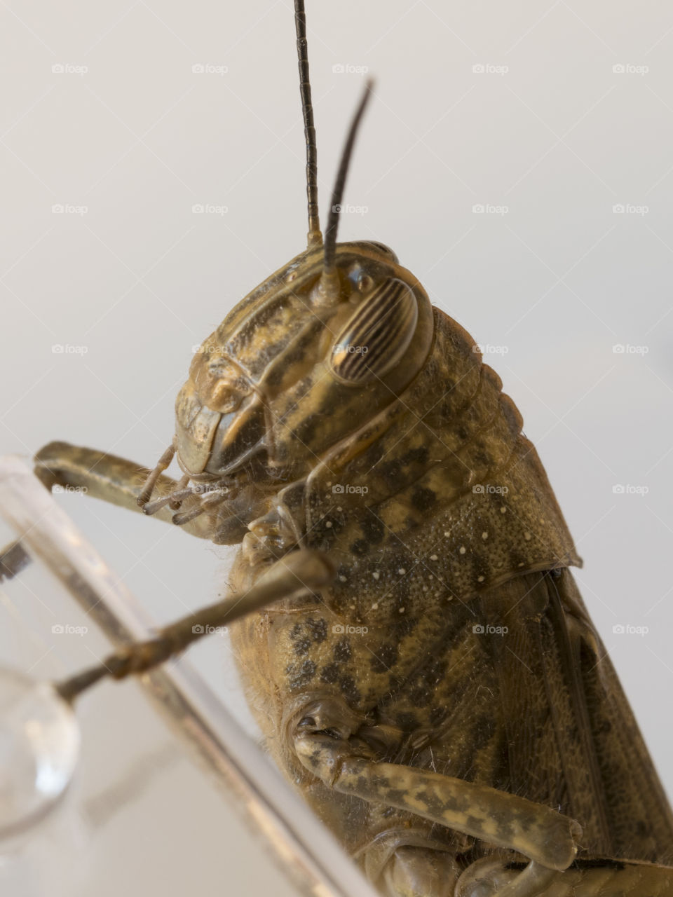 Detail of a locust