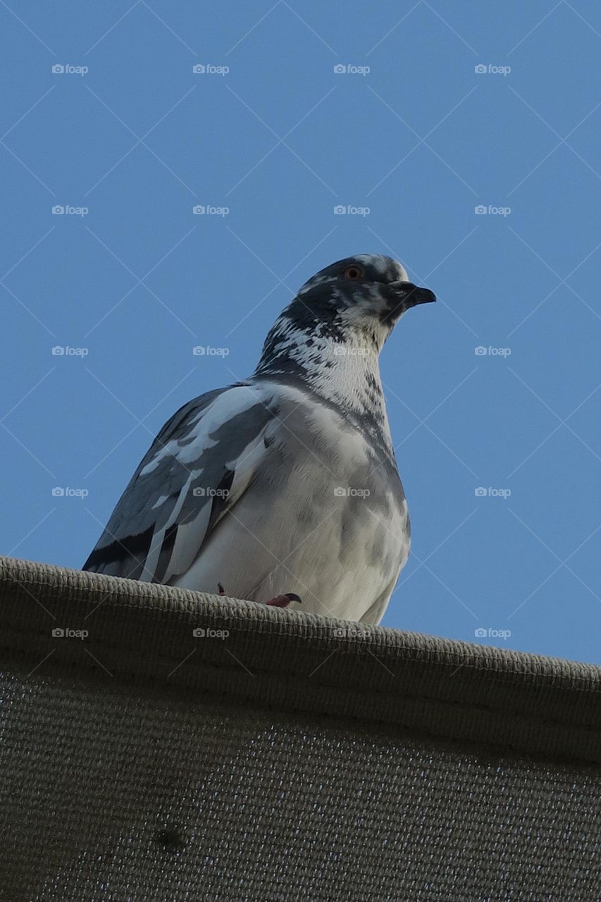 Pigeon