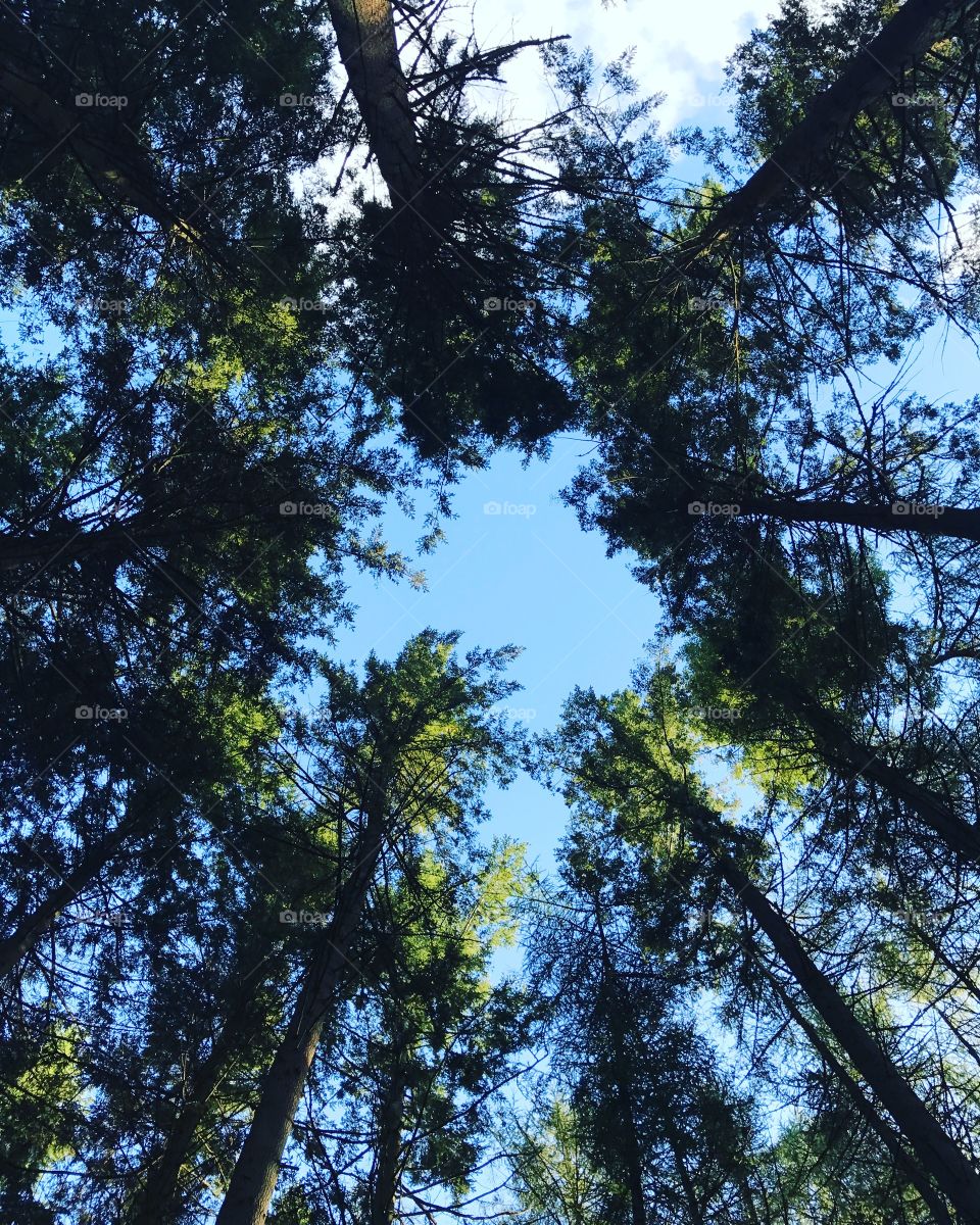 Looking up in the forests....