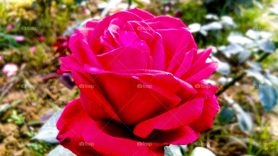 Beautiful Red Rose With Natural Background