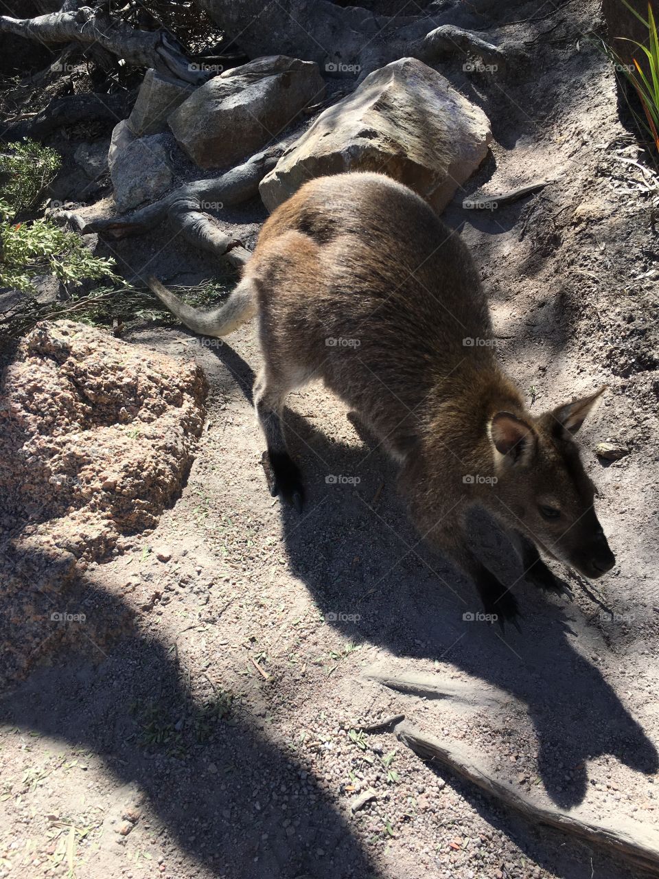 Wallaby on the rocks