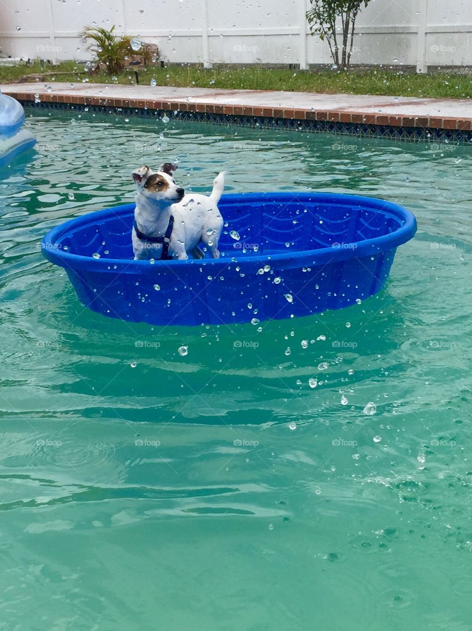 Puppy pool!