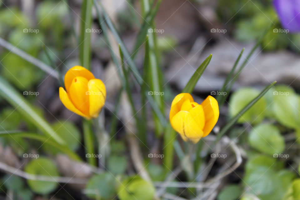 spring yellow nature flower by rudestar