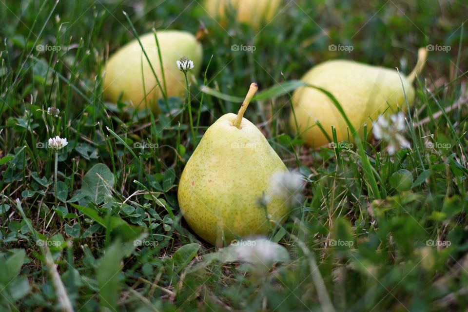 green pears