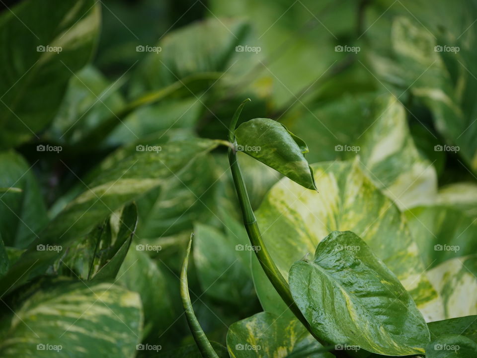 Green leafs in the Hawaiian tropical forest