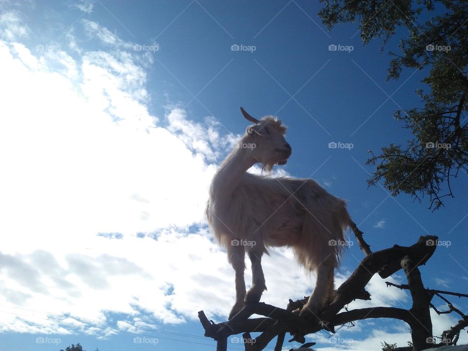 Beautiful goat on argania spinosa tree