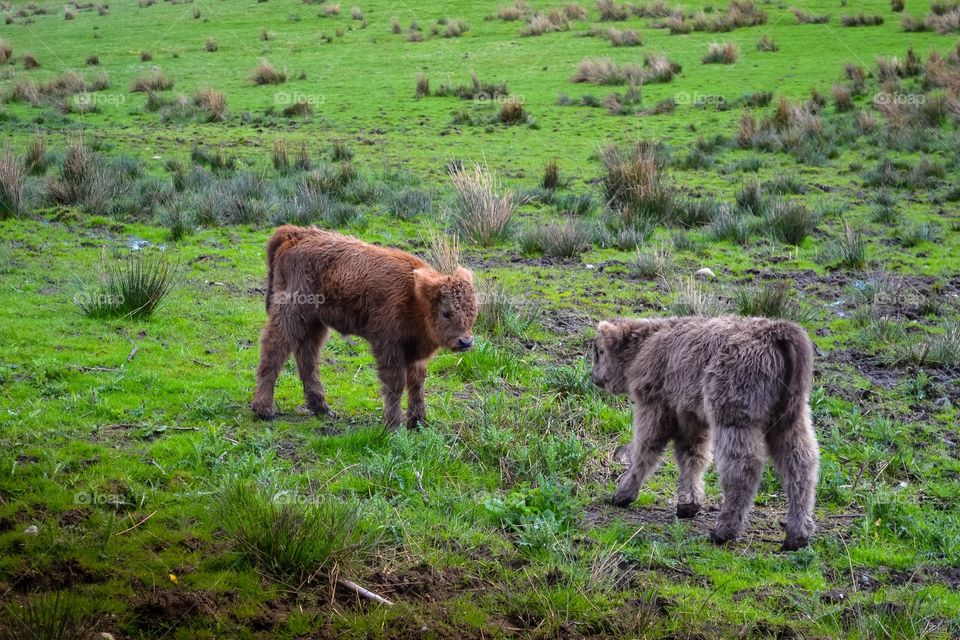 Little fluffy brothers!