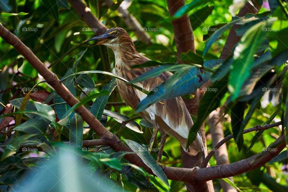 Bird photography  - Heron portrait