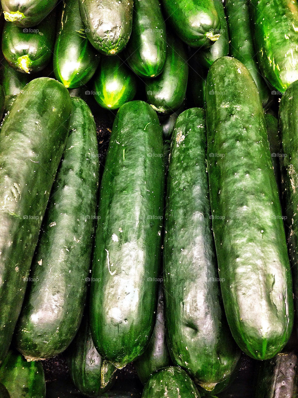 Fresh Zucchini
