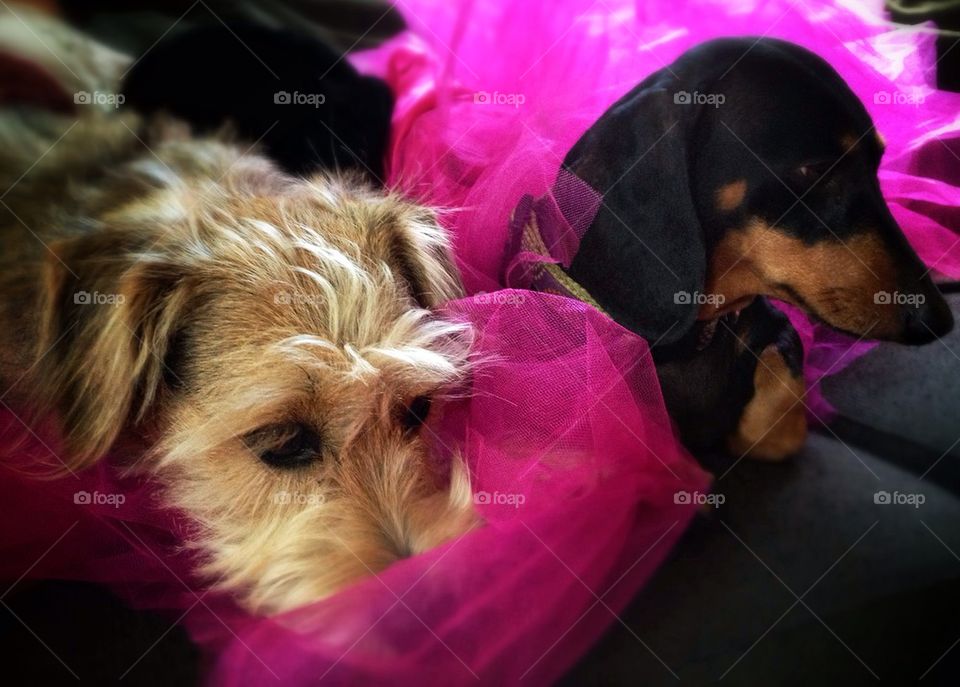 My Fuzzy Princesses....